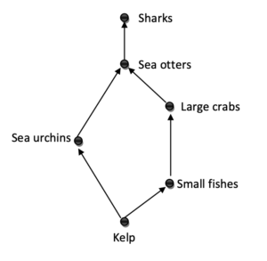 A sample aquatic food web